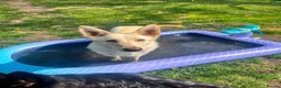 German Shepherd dogs for sale: K/C German Shepherd pups - Advert 1