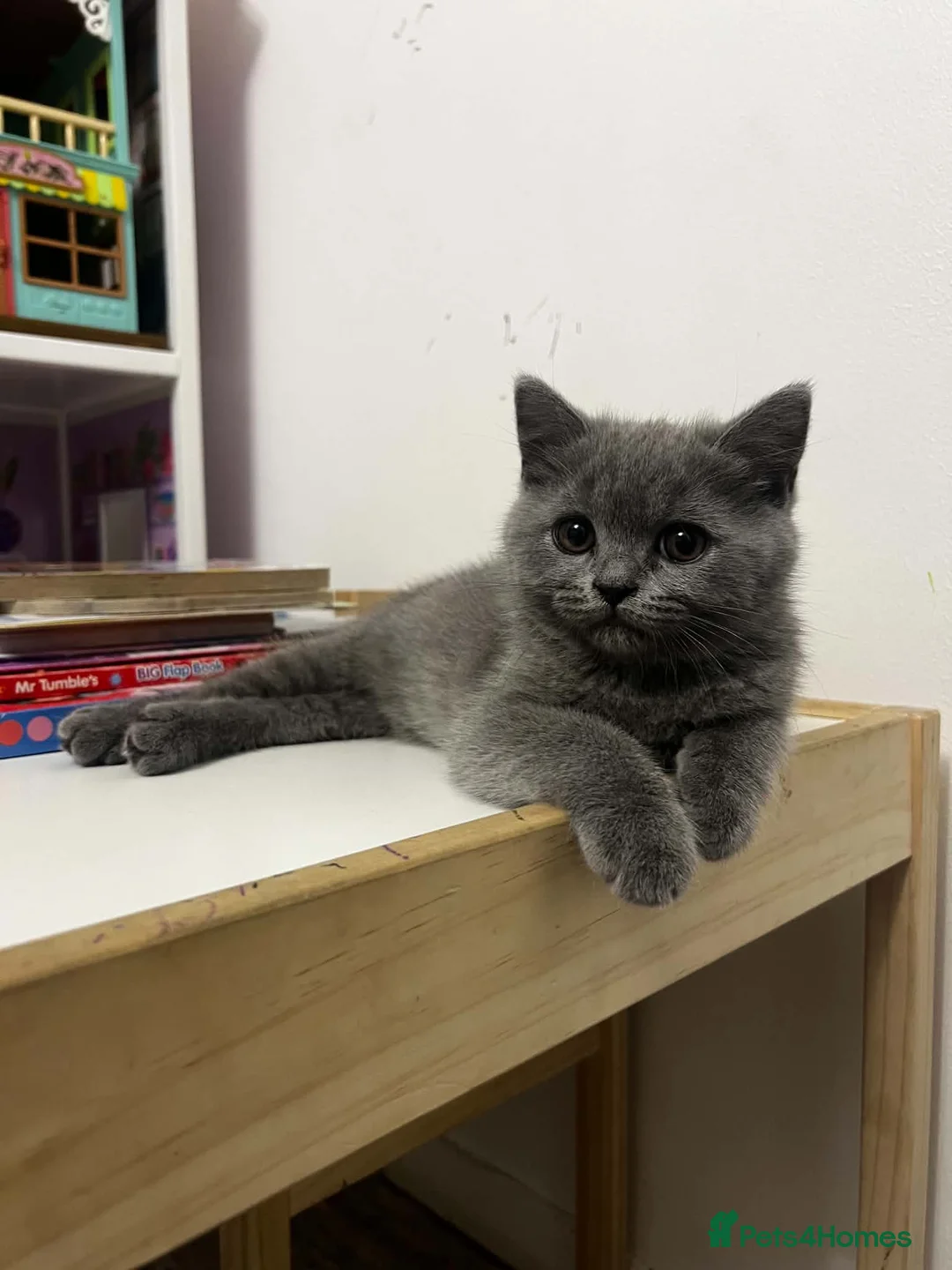 British Shorthair cats for sale: Beautiful British Shorthair girl  - Advert 2