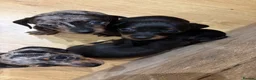 Miniature Dachshund dogs for sale: Miniature dachshunds - Advert 2