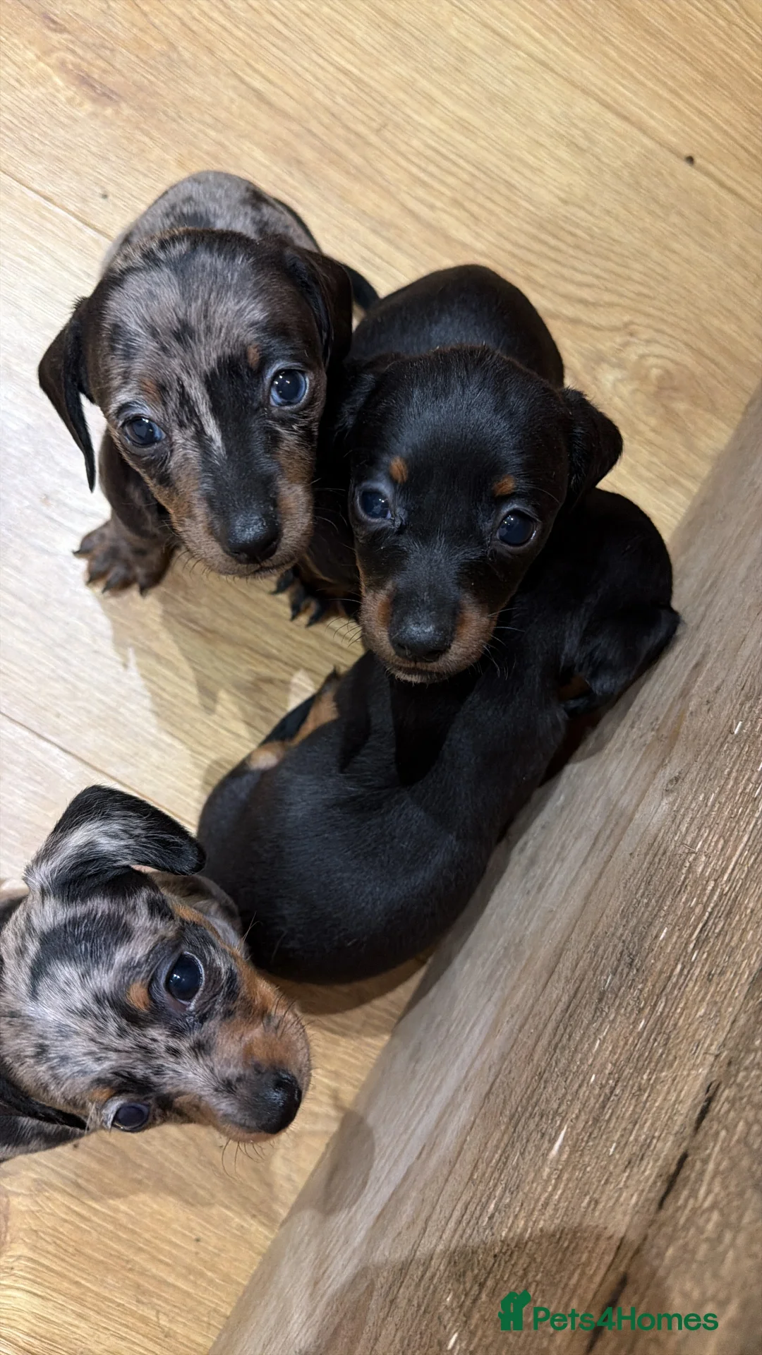 Miniature Dachshund dogs for sale: Miniature dachshunds - Advert 2