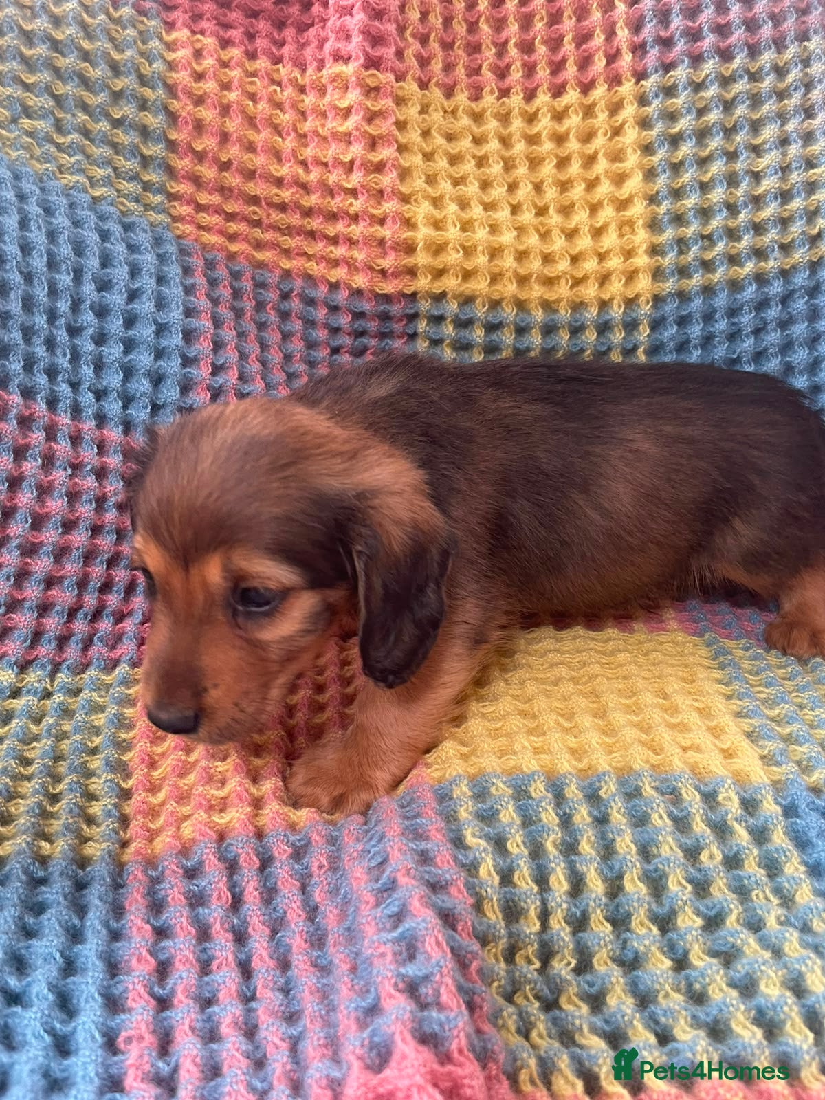 Mixed Breed dogs Dachshund/terrier puppies  - Advert 3