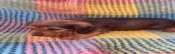 Mixed Breed dogs for sale: Dachshund/terrier puppies  - Advert 9