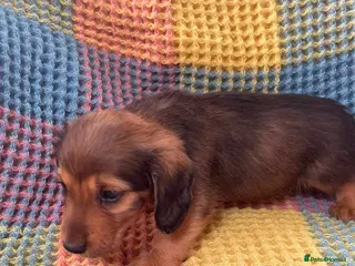 Mixed Breed dogs Dachshund/terrier puppies - Advert 9
