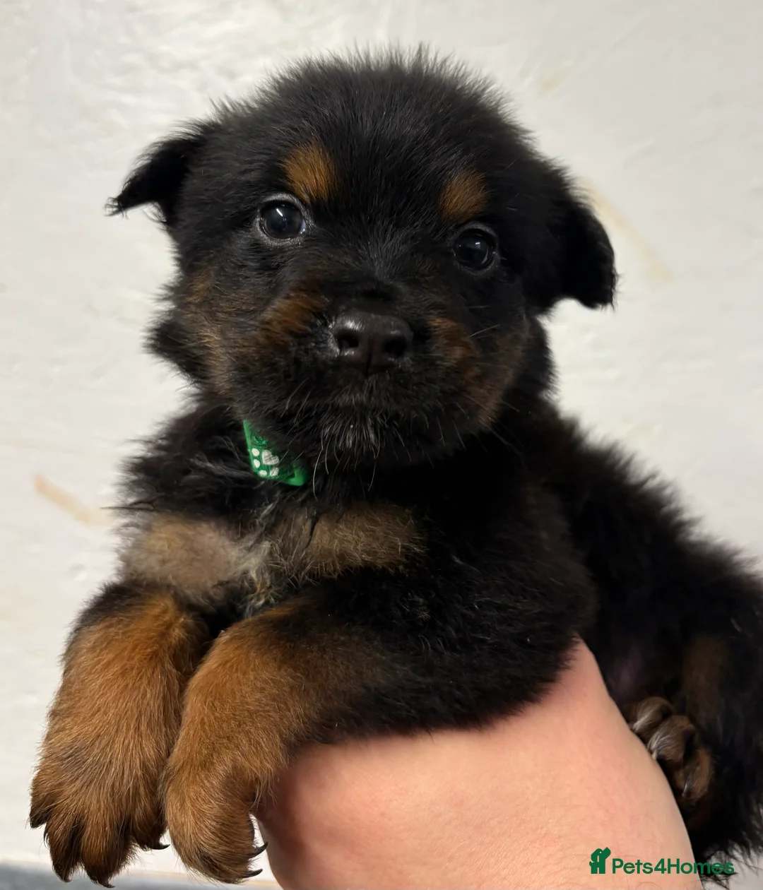 Mixed Breed dogs for sale: Rottweiler x malinois - Advert 21