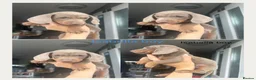 Miniature Dachshund dogs for sale: Beautiful mini dachshunds for sale  - Advert 9