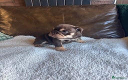 English Bulldog dogs for sale: Beautiful English Bulldog Puppies - Image 4