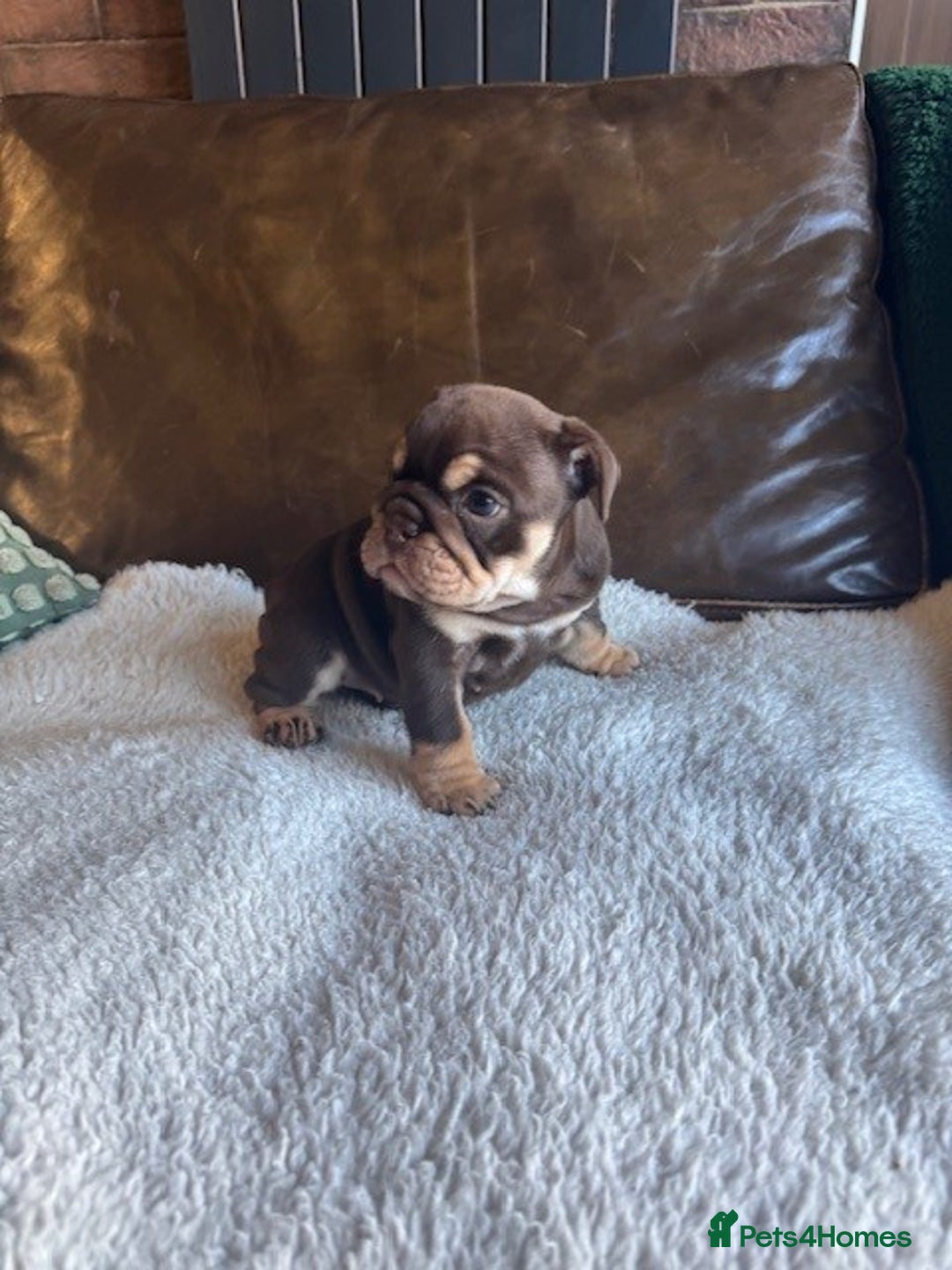 English Bulldog dogs for sale: Beautiful English Bulldog Puppies - Image 4