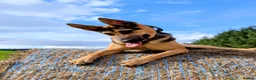 German Shepherd dogs for sale: Female German Shepard “Rain” in Welshpool - Advert 3