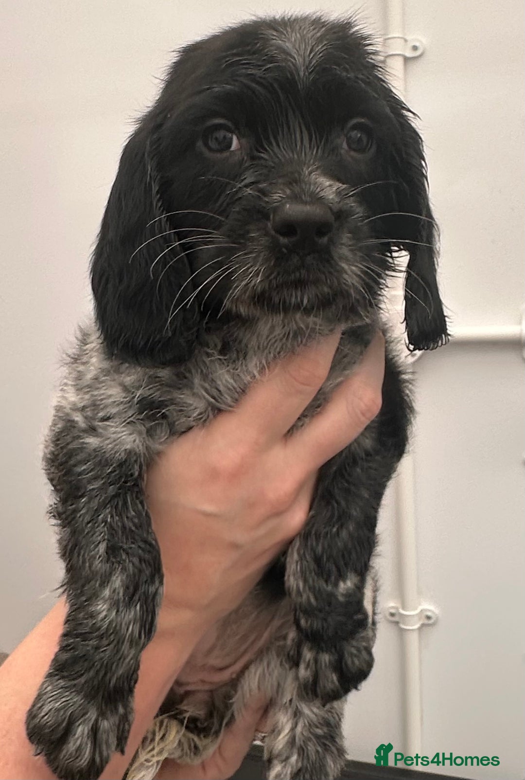 English Springer Spaniel dogs for sale: 2 springer spaniel puppies for sale  in Preston - Image 28