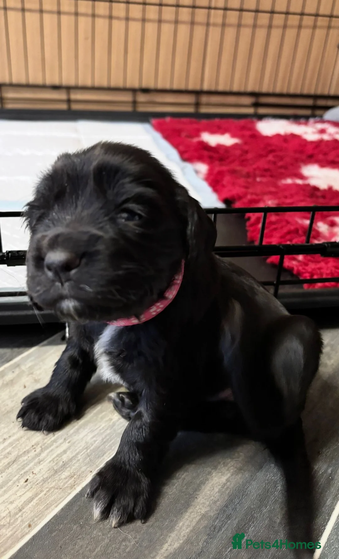 Sprocker dogs for sale: Adorable sprocker pups - Advert 7