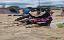 Japanese Shiba Inu dogs for sale: Shibu inu  - Advert 6