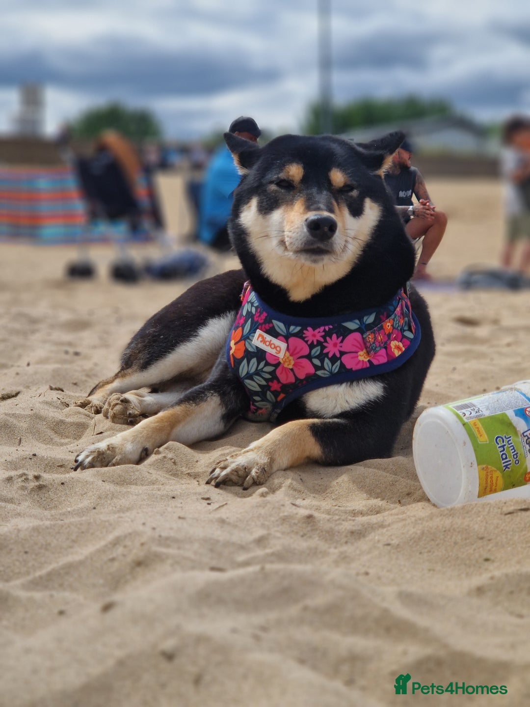 Japanese Shiba Inu dogs for sale: Shibu inu  - Advert 6