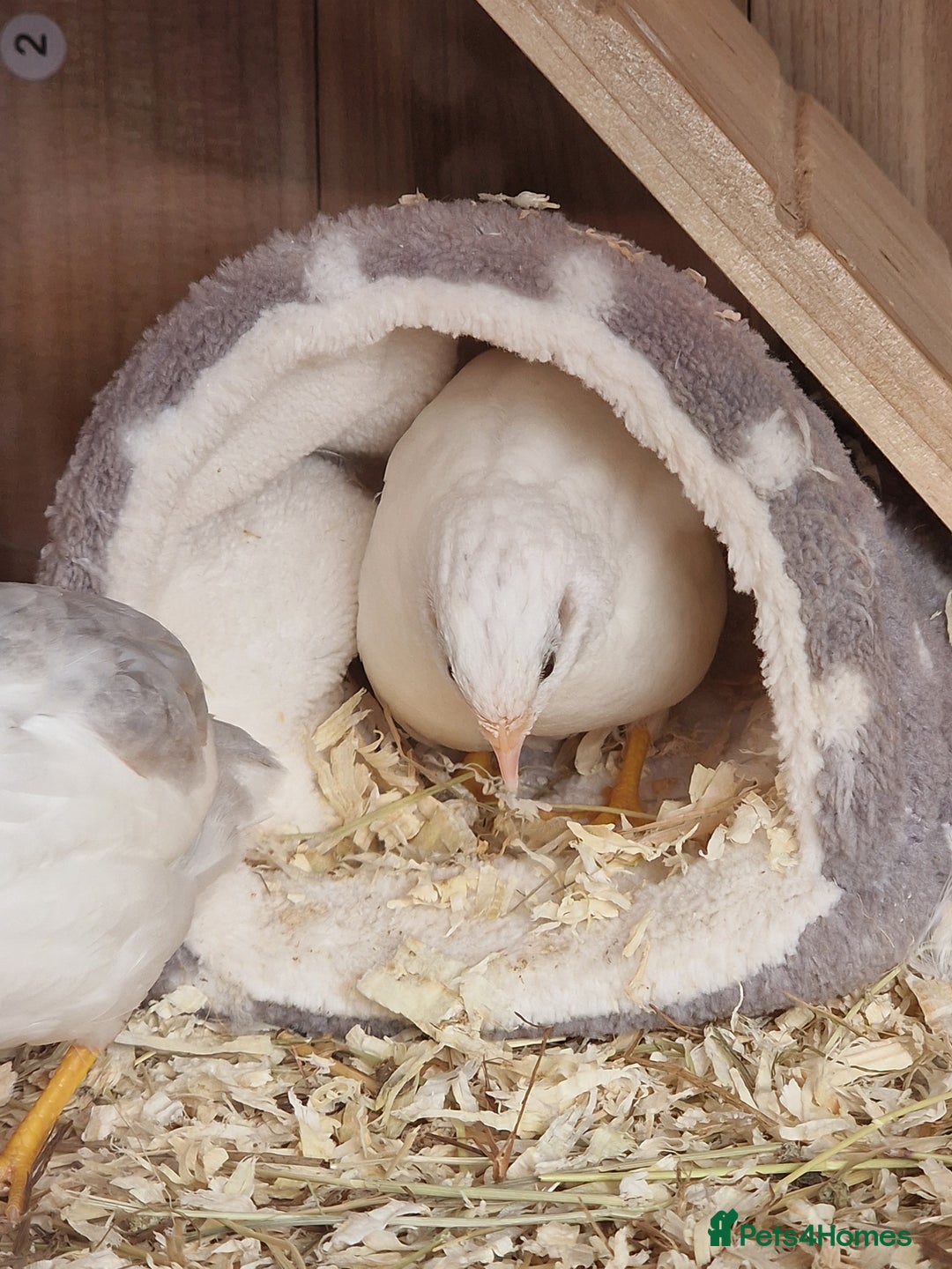 Quail poultry for sale: Male button quails for sale - Image 3