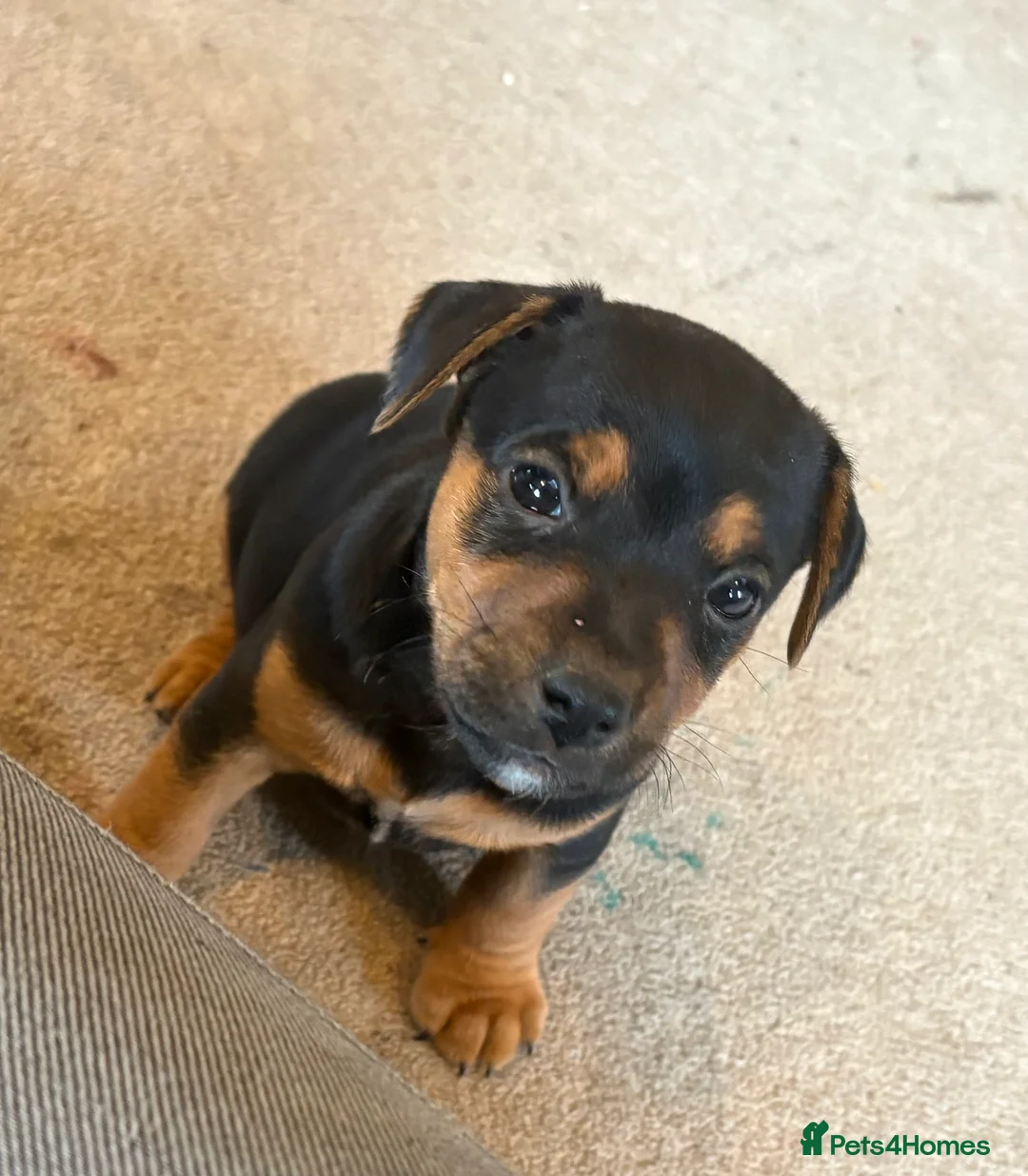 Jack Russell dogs for sale: Gorgeous Jack Russell puppies  - Advert 6