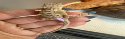 Bearded Dragon reptiles for sale: Baby bearded dragons - Advert 16