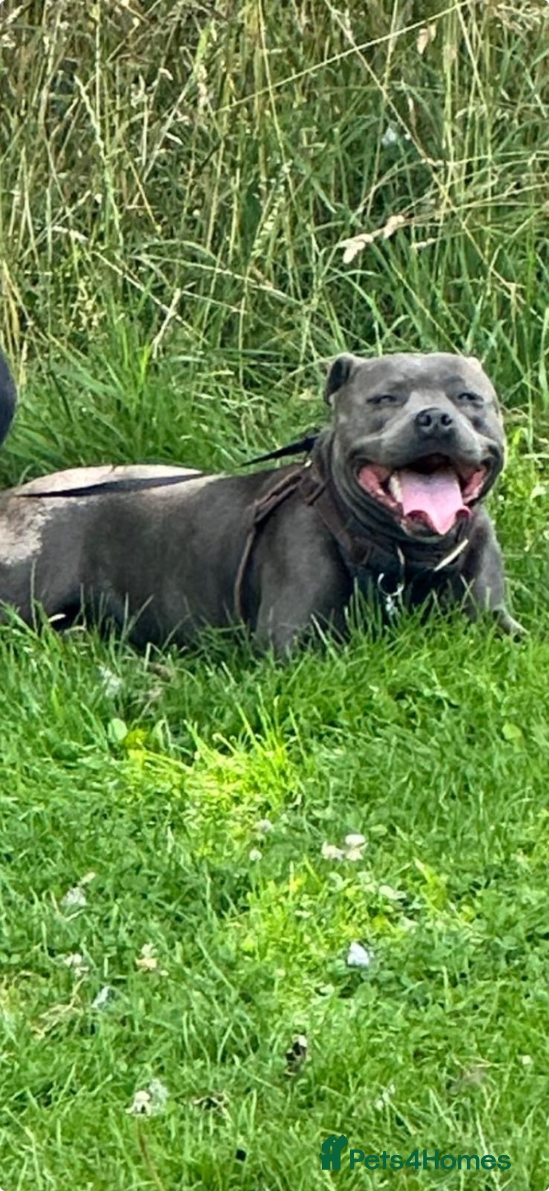 Staffordshire Bull Terrier dogs for sale: Full pedigree blue staffy pups - Image 7