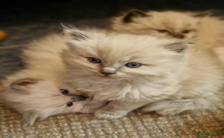 Ragdoll cats Stunning TICA Ragdoll Kittens - Mink, Sepia,  - Advert 5