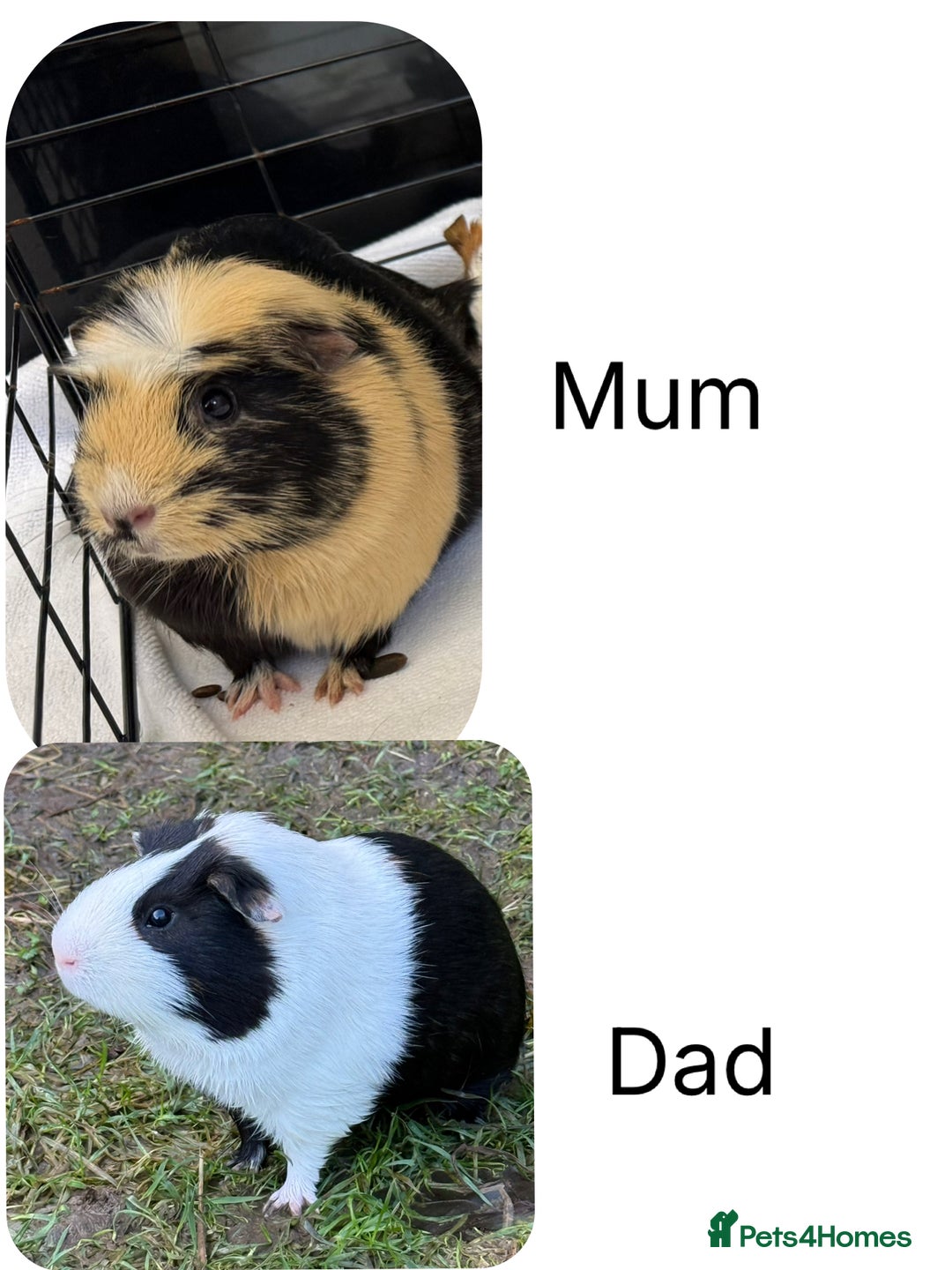 Guinea Pig rodents for sale: Baby Guinea Pigs for sale  - Advert 5