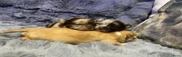 Chihuahua dogs for sale: Long coat Merle Chihuahua pups  - Advert 24
