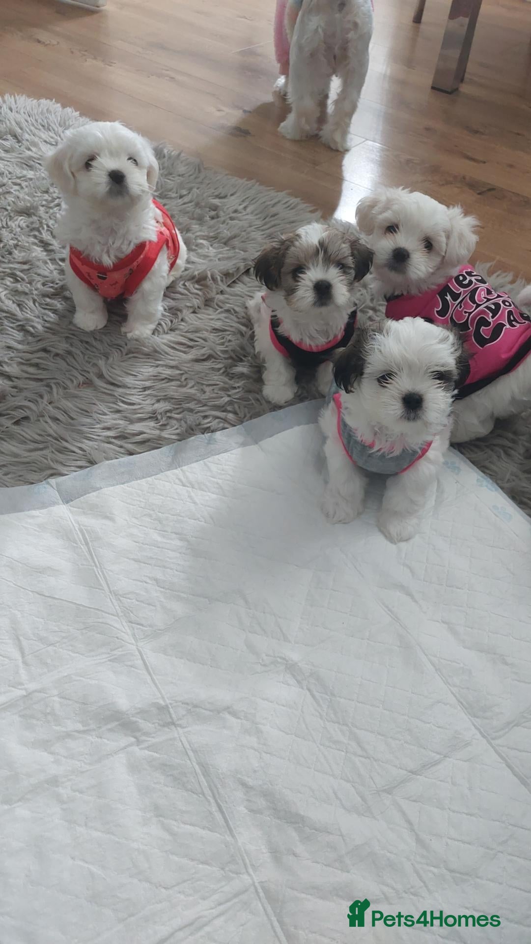 Malshi dogs MALSHI  - Advert 1