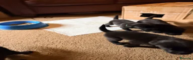 Labrador Retriever 3