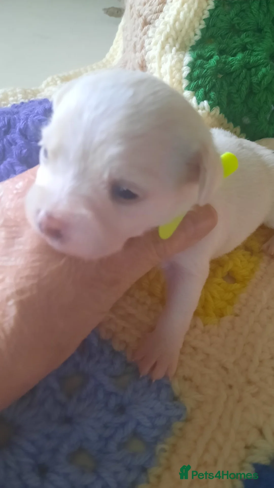 Mixed Breed dogs for sale: MALSHIPOO PUPPIES  - Advert 2