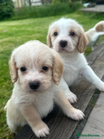 Mixed Breed dogs - Advert 14