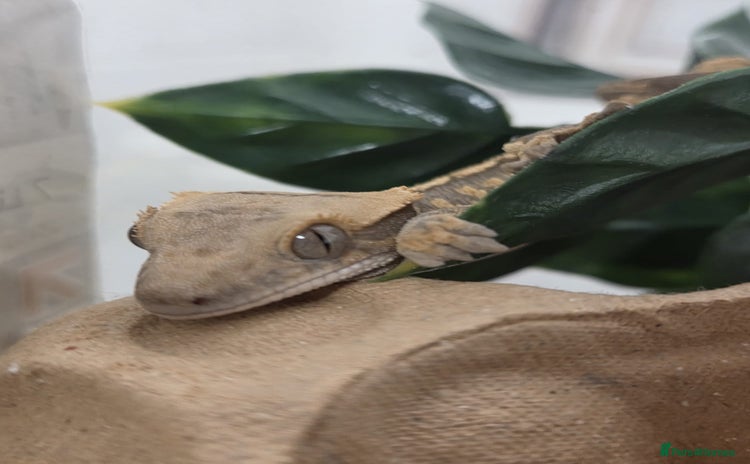 Gecko reptiles Baby Crested Gecko Reptile Crestie  - Advert 1