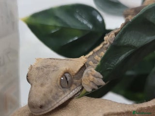 Gecko reptiles Baby Crested Gecko Reptile Crestie - Advert 1