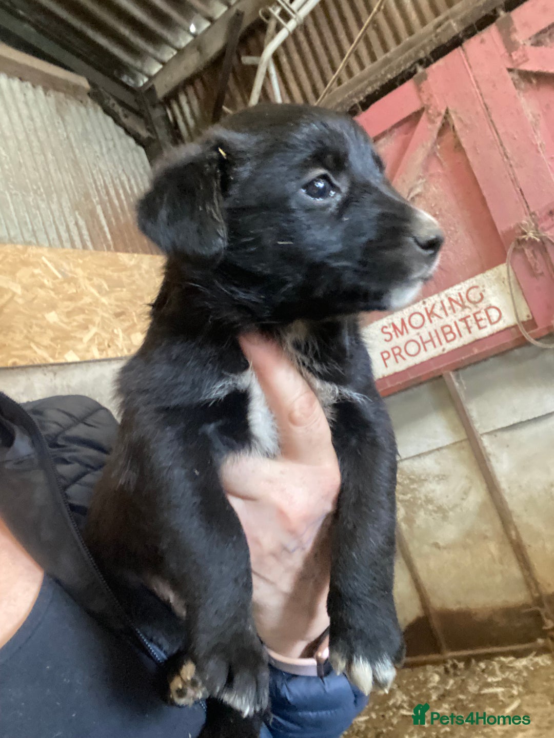 Mixed Breed dogs for sale: One little male Labrador x collie - Advert 4