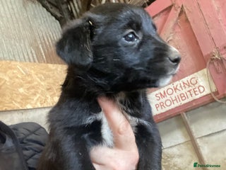 Mixed Breed dogs One little sheep dog x labrador - Advert 1