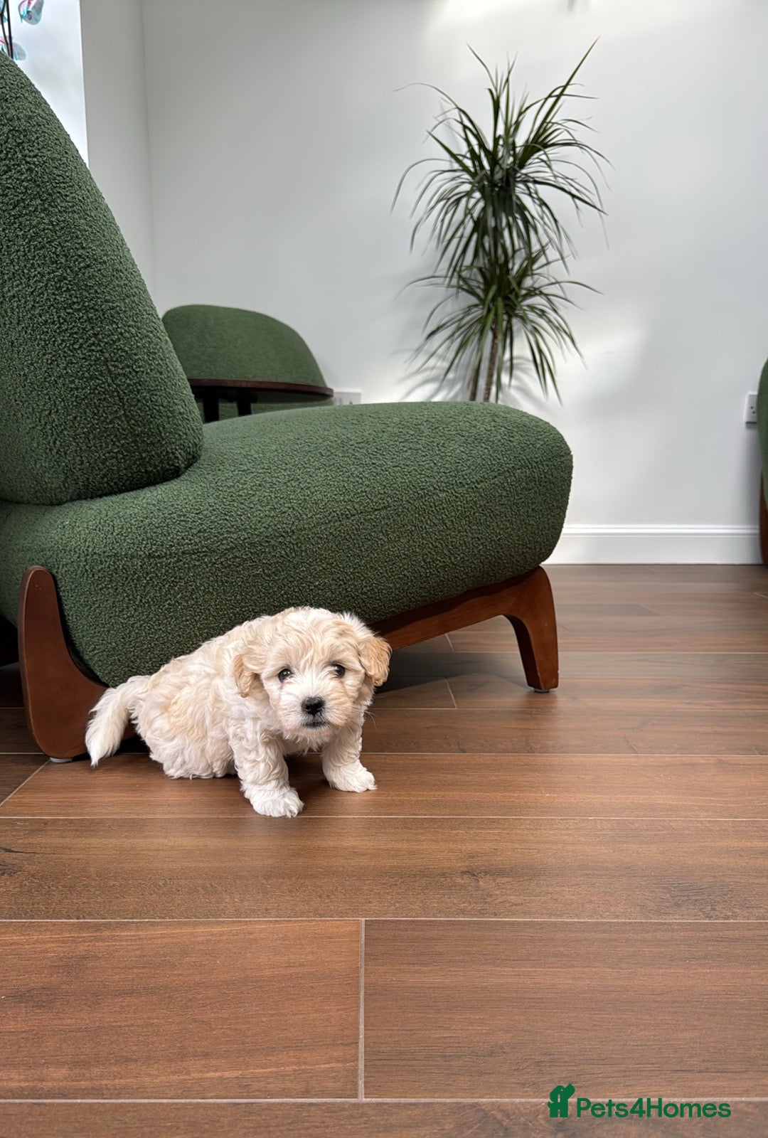 Bichon Frise dogs for sale: Two adorable boys are looking for a forever home🤎 in Bracknell - Advert 5