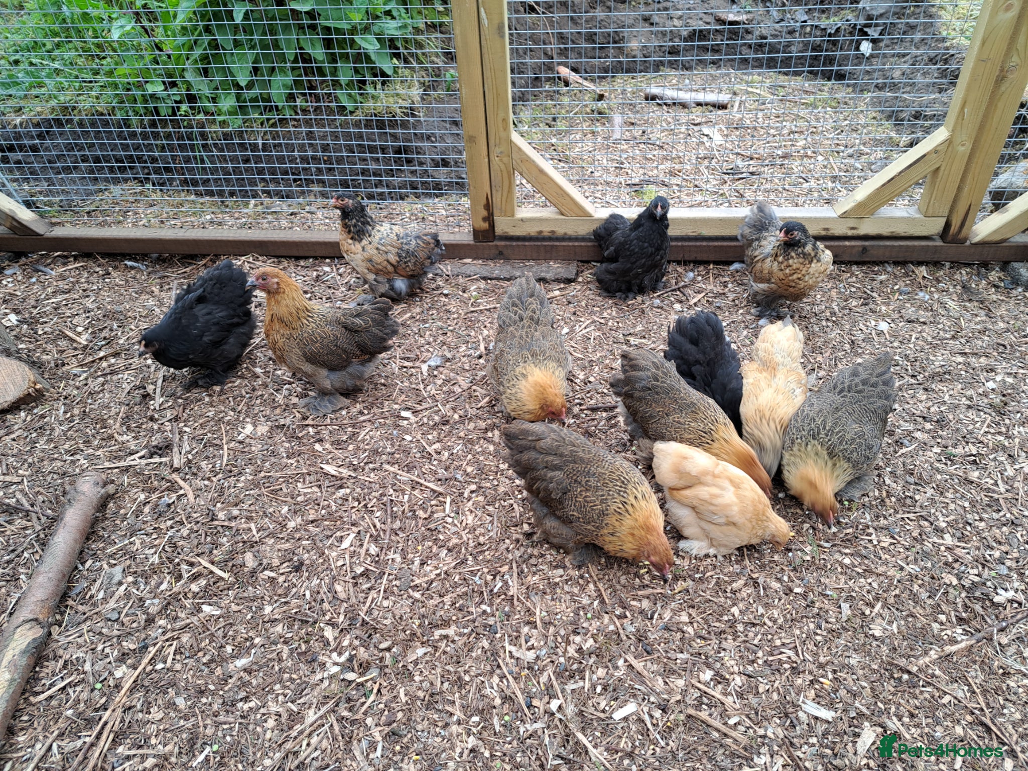 Chickens poultry Lovely Pekin Bantam Pullets + - Advert 5