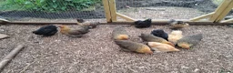 Chickens poultry for sale: Lovely Pekin Bantam Pullets + in Lydney - Advert 1