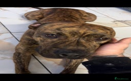 Mixed Breed dogs for sale: Beautiful dog in need of forever loving home - Advert 1