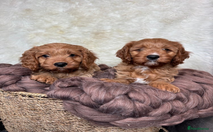 Cavapoo dogs DNA tested F1 Cavapoo puppies  - Advert 1