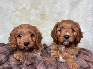 Cavapoo dogs DNA tested F1 Cavapoo puppies - Advert 6