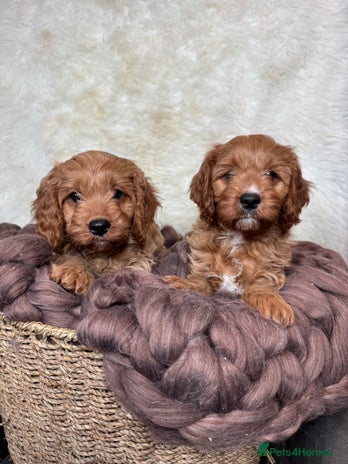 Cavapoo dogs DNA tested F1 Cavapoo puppies - Advert 3