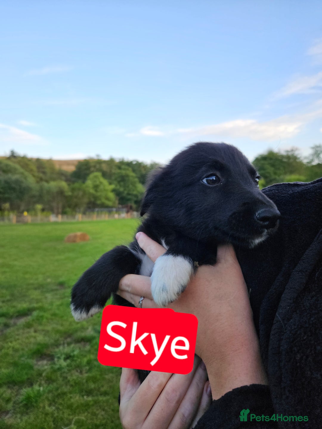 Mixed Breed dogs for sale: Girl TRI- due to unforseen circumstances - Image 12