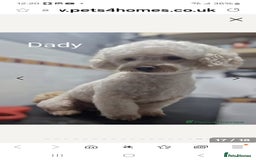 Poochon dogs for sale: Beautiful Pooches puppies  - Image 9
