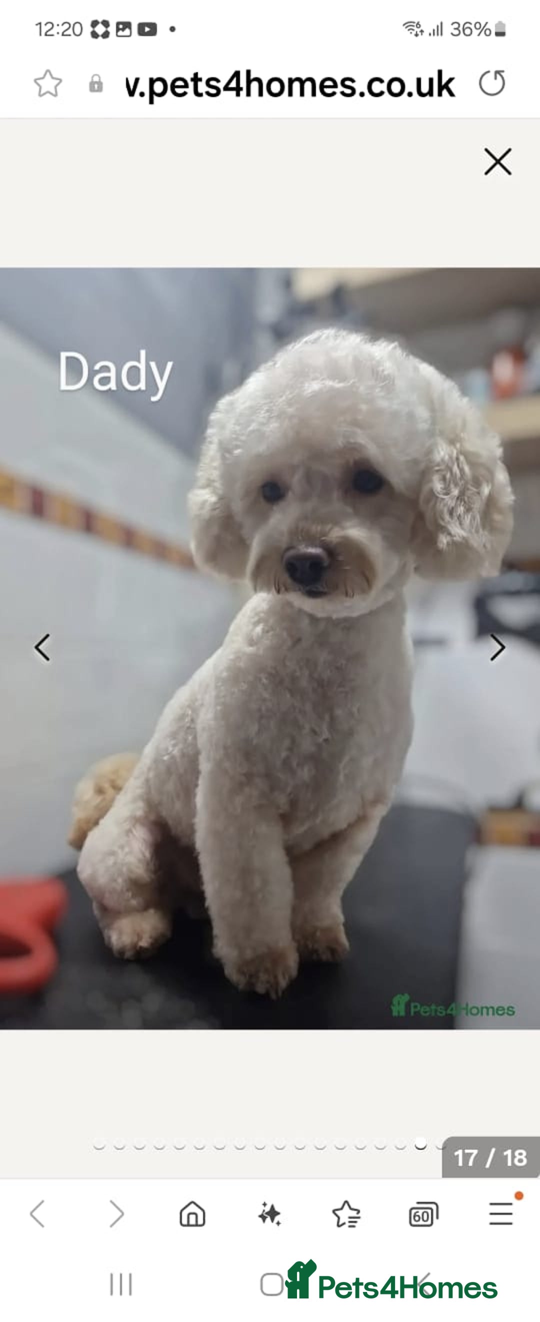 Poochon dogs for sale: Beautiful Pooches puppies  - Image 9