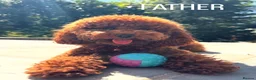 Toy Poodle dogs for sale: Absolutely gorgeous puppies 🐶  - Advert 4