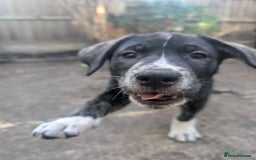 Mixed Breed dogs for sale: Two beautiful Staffy x Husky puppies  - Image 9