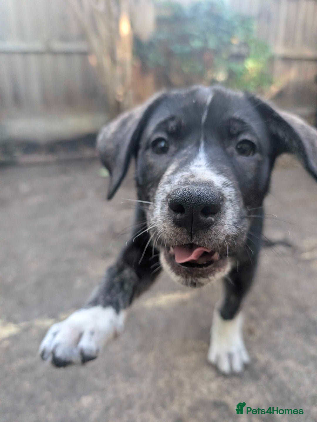 Mixed Breed dogs for sale: Two beautiful Staffy x Husky puppies  - Image 9