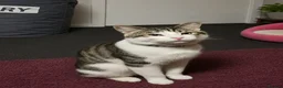 Domestic Shorthair cats for adoption: Gorgeous cat for available adoption  - Advert 2