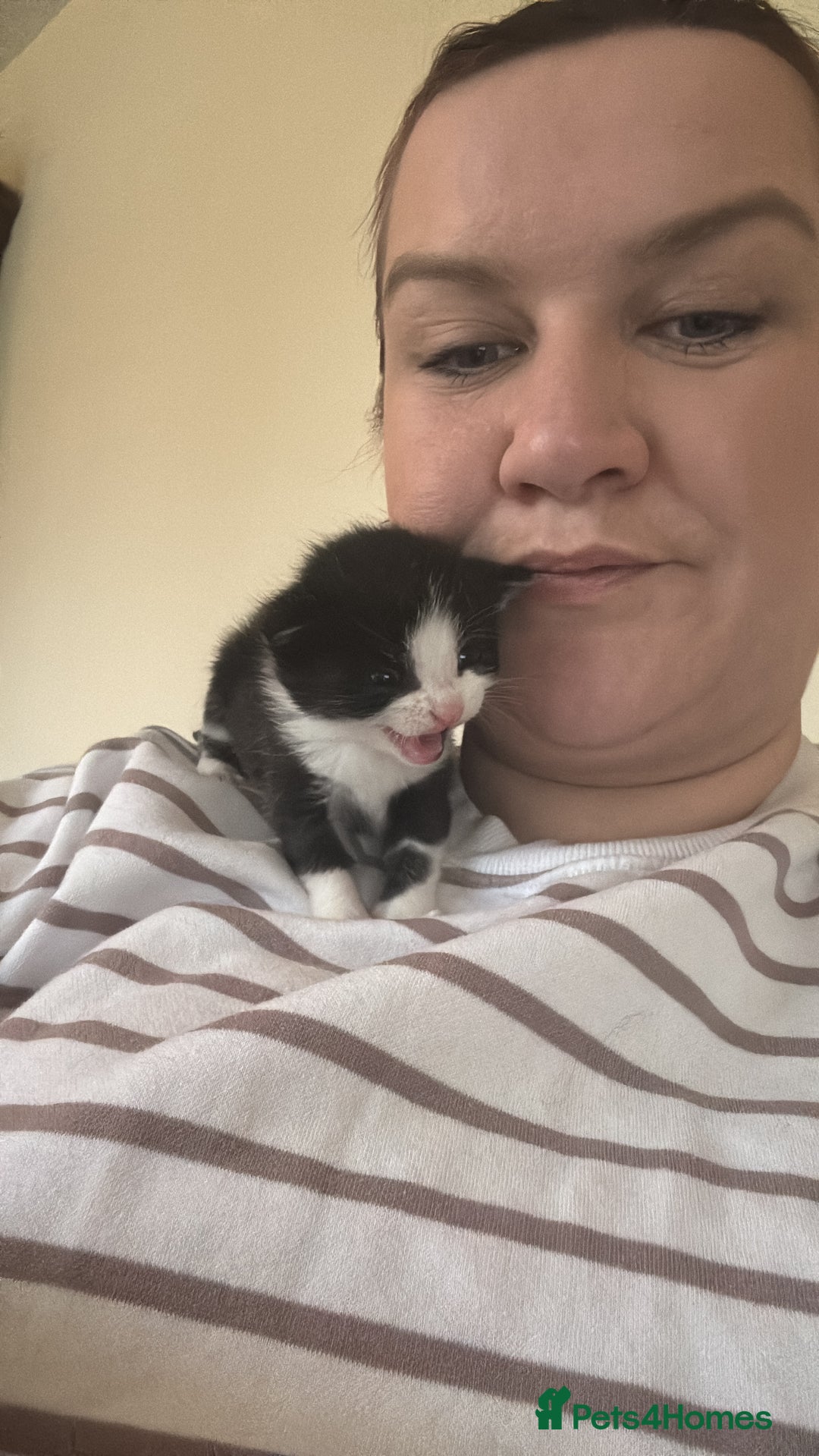 British Shorthair cats for sale: Four hand reared kittens Please read the info - Advert 19