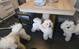 Miniature Poodle dogs for sale: Miniature poodle boy - Image 2