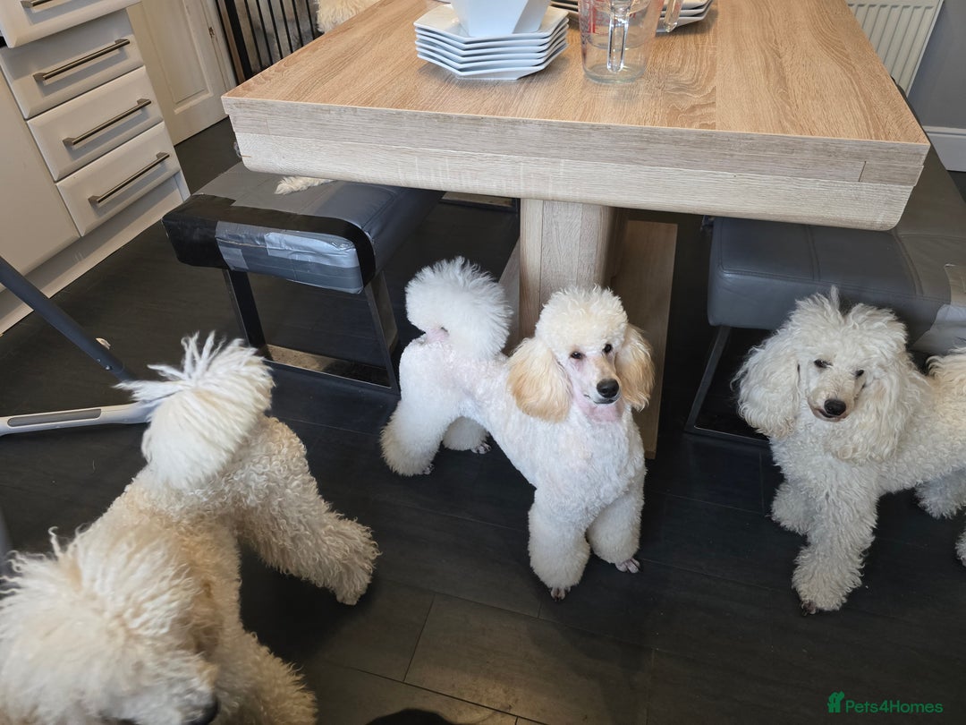 Miniature Poodle dogs for sale: Miniature poodle boy - Image 2