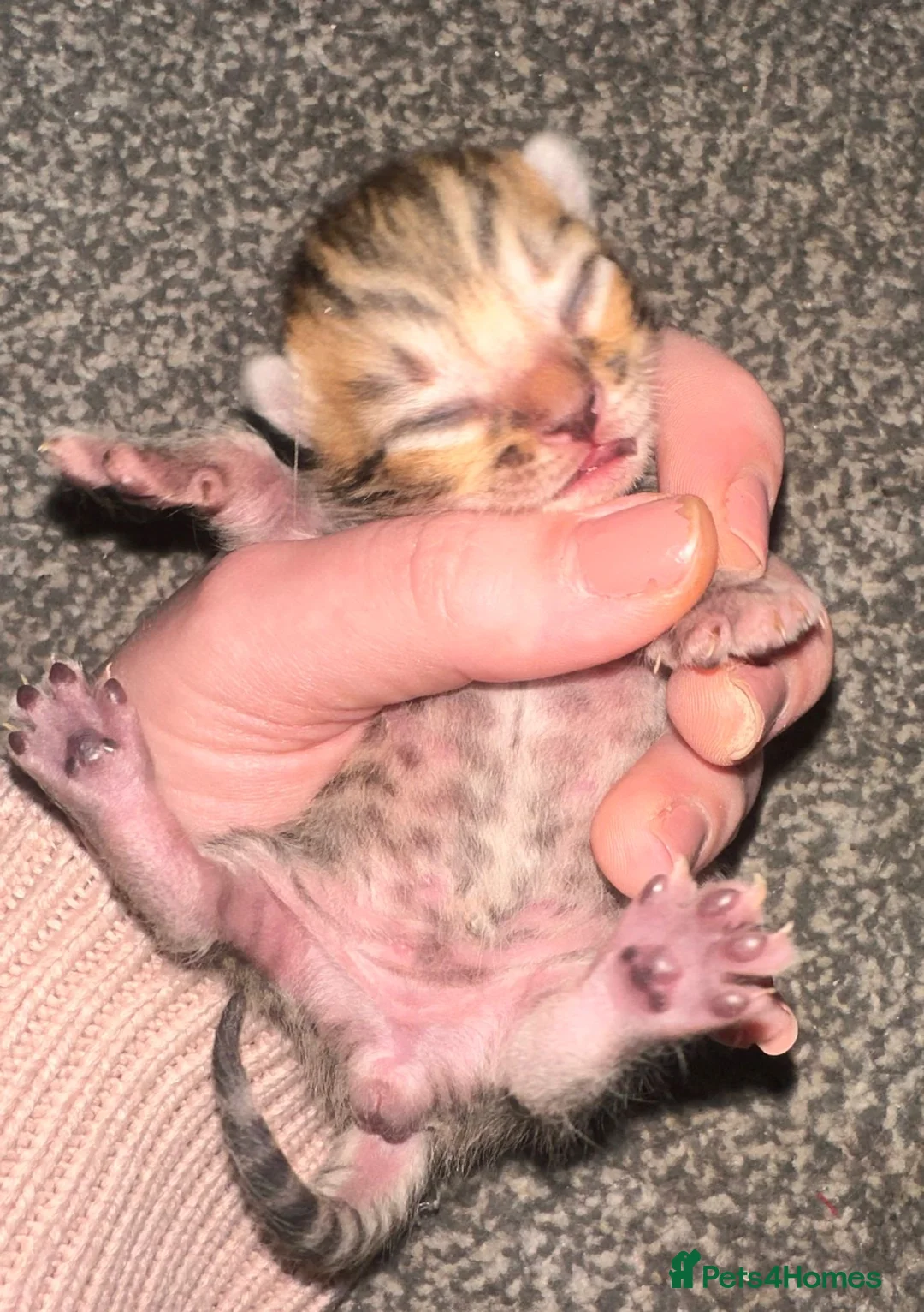 Mixed Breed cats for sale: Bengal x kittens  - Advert 8