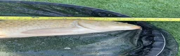 Koi Carp fish for sale: Carp koi 40cm others 58-60cm+ ready to go  - Advert 2